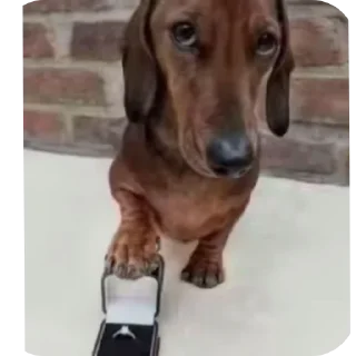 🐶 emoji photos from TikTok Telegram sticker 5 of 7