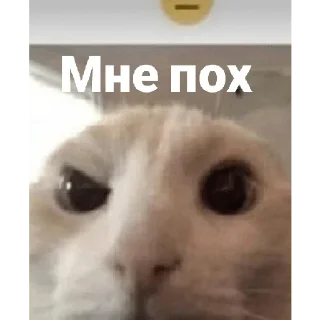 🌟 emoji Группа инмт Telegram sticker 10 of 49