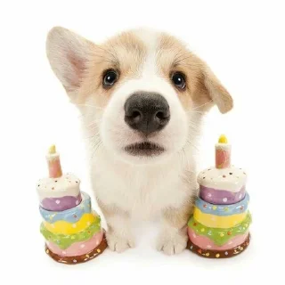 🥳 emoji Dog_ToP🐶 Telegram sticker 10 of 33