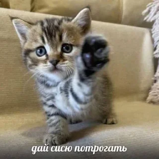🌟 emoji 7-А клас Telegram sticker 6 of 120