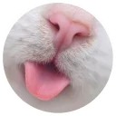 ❤️ emoji Nice Cats @StikeryTG Telegram sticker 11 of 20