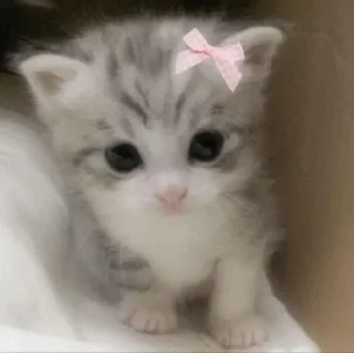 Sticker from Котятки .・✫・゜・。.