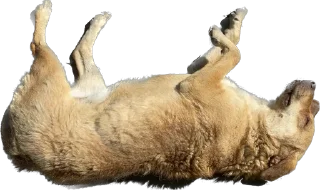 🐶 emoji DogsKobuleti Telegram sticker 11 of 34