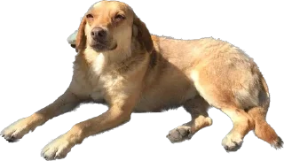 😄 emoji DogsKobuleti Telegram sticker 13 of 34