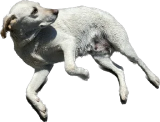 😯 emoji DogsKobuleti Telegram sticker 12 of 34