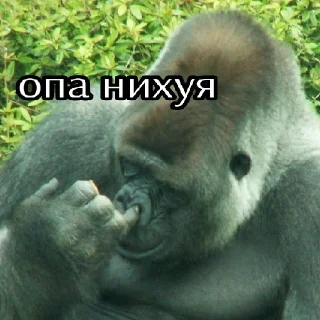 👉 emoji Чому? — Тому Telegram sticker 24 of 120