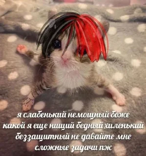 Sticker from Курсед!