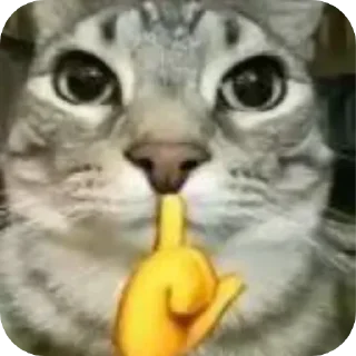 🐱 emoji Кошак даркончика Telegram sticker 18 of 66