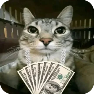 🐱 emoji Кошак даркончика Telegram sticker 16 of 66