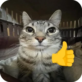 🐱 emoji Кошак даркончика Telegram sticker 22 of 66