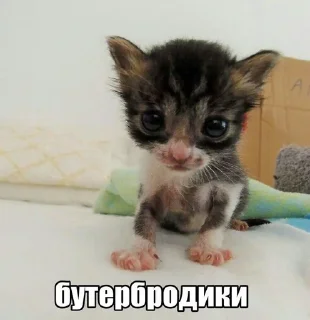 🌟 emoji Котеки @nonsens999 Telegram sticker 1 of 120