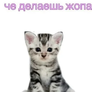 🐱 emoji Милые пикчи. Telegram sticker 9 of 35