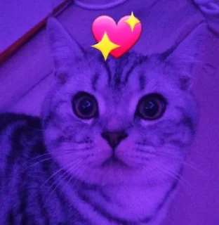 💖 emoji ✨️marsik supremacy✨️ Telegram sticker 11 of 29