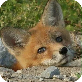 😕 emoji 𝗳𝗼𝘅𝗲𝘀&𝗳𝗲𝗻𝗻𝗲𝗰𝘀 @shchobshokuvaty Telegram sticker 5 of 70