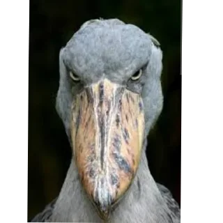 🐦 emoji Семён брутальный криминал пацан Telegram sticker 13 of 13