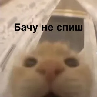 Sticker from меми українською