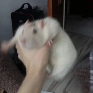 🐁 emoji пилочка Telegram sticker 11 of 119