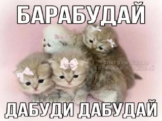 Sticker from Котики