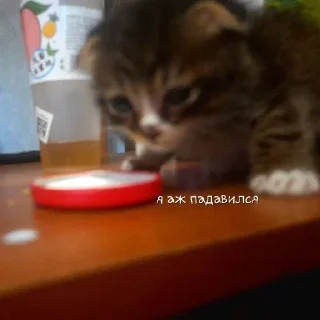 😥 emoji Ваный беспредел Telegram sticker 13 of 47