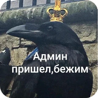 👑 emoji Армия ворон Telegram sticker 22 of 34