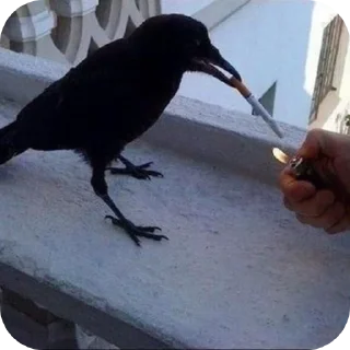 🚬 emoji Армия ворон Telegram sticker 11 of 34