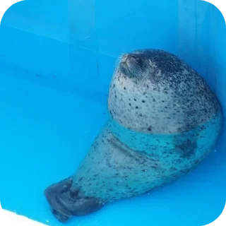 🌊 emoji Тюлень Telegram sticker 6 of 35