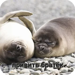 🦭 emoji Тюлень Telegram sticker 11 of 17