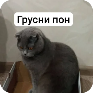 🐱 emoji Кошак Telegram sticker 17 of 28