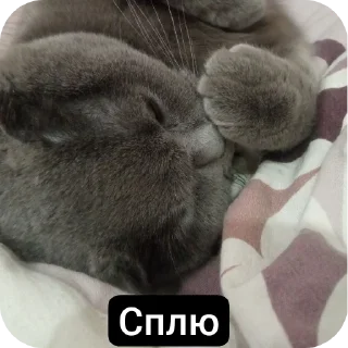 🐱 emoji Кошак Telegram sticker 21 of 28