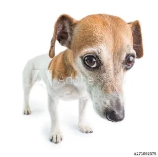 🌟 emoji Для важных переговоров Telegram sticker 4 of 27