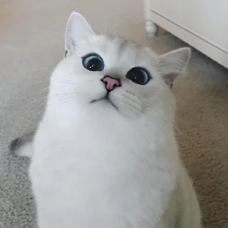 🥺 emoji inst: kstask0🥺💞 Telegram sticker 6 of 33