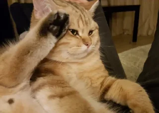 🐱 emoji ГОБЕЛЕН Telegram sticker 18 of 120