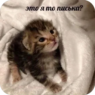 🫥 emoji Китики и не только Telegram sticker 17 of 120