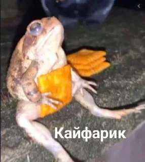 Sticker from Жабики 🐸