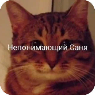 🐱 emoji Санечка UWU Telegram sticker 17 of 27
