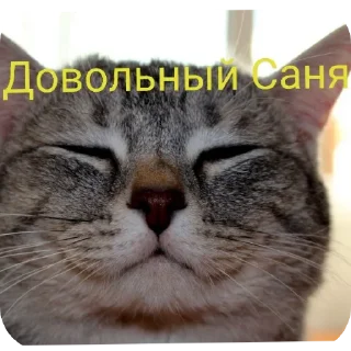 🐱 emoji Санечка UWU Telegram sticker 4 of 27