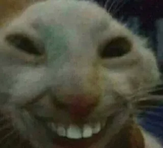 😁 emoji котікіі Telegram sticker 21 of 33