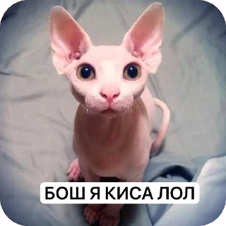 Sticker from ДИНАХУ