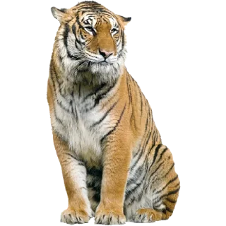 Sticker from Тигр @stickermodpack
