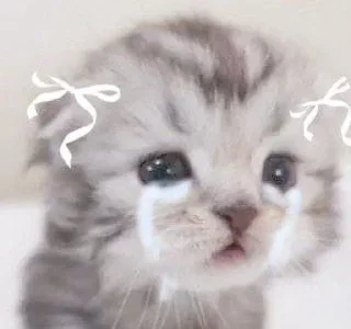 😿 emoji ' s𑄝fᴛ ↬ @wexsavi 👀🤍 ' Telegram sticker 11 of 45