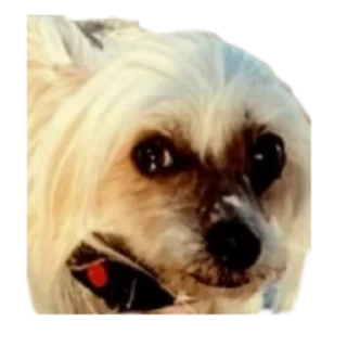 💀 emoji дикси Telegram sticker 8 of 22
