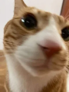 🐱 emoji легенды Telegram sticker 9 of 26