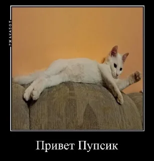 🤝 emoji котята Telegram sticker 15 of 22