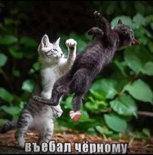 💪 emoji котята Telegram sticker 13 of 22