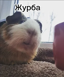 🥲 emoji Стікерпак великого Дімона І Telegram sticker 18 of 33