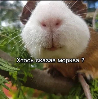 🧐 emoji Стікерпак великого Дімона І Telegram sticker 13 of 33