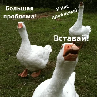 🫢 emoji Гуси Telegram sticker 15 of 42