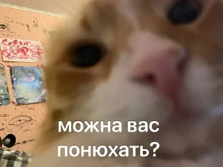 🤨 emoji кица епт Telegram sticker 11 of 17