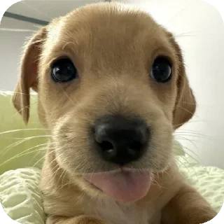 🐶 emoji puppy Telegram sticker 15 of 39