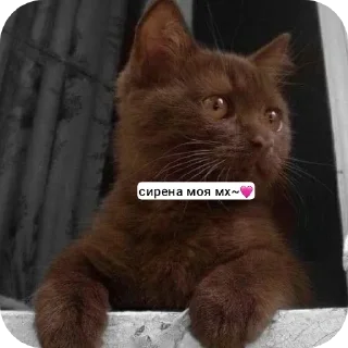 🐱 emoji puppy Telegram sticker 21 of 39